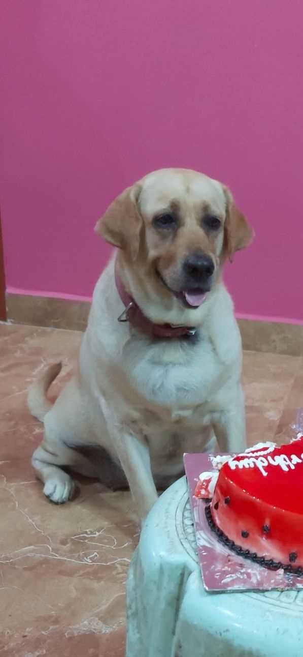Labrador Retriever Dogs For Mating In Chennai