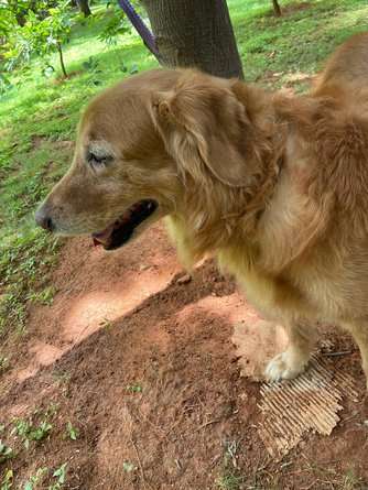 Golden Retriever Dogs For  Mating In Bangalore