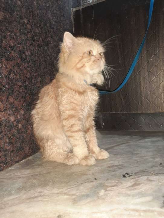 Persian Dogs For  Mating In Hyderabad