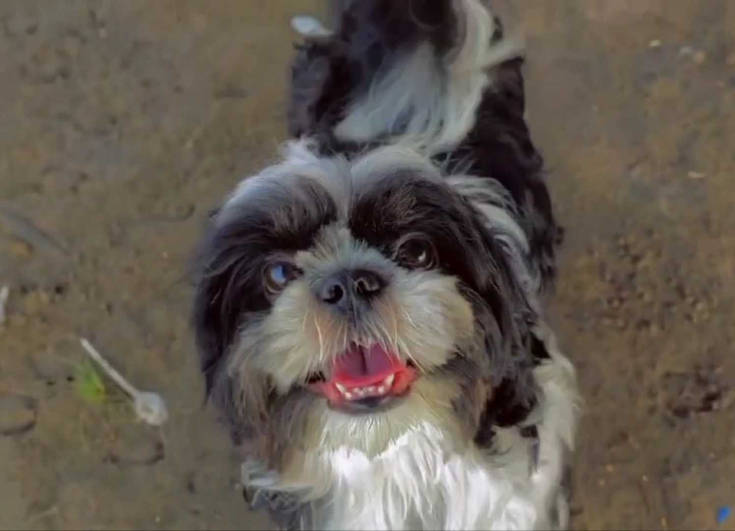Shih Tzu Dogs For Mating In Guntur