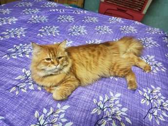 Persian Dogs For  Mating In Hyderabad