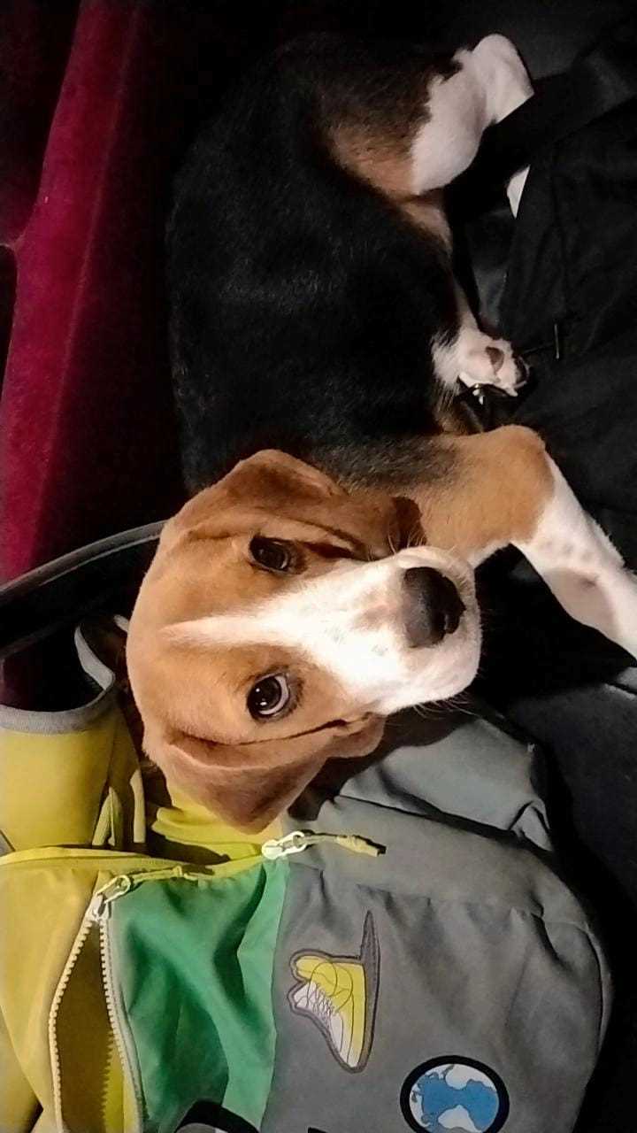 Mr n Mrs Pet