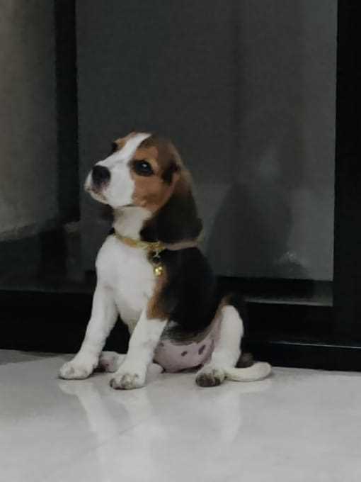 Mr n Mrs Pet