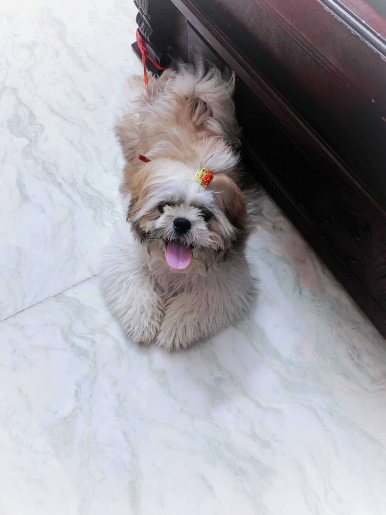 Shih Tzu Dogs For  Mating In Chennai
