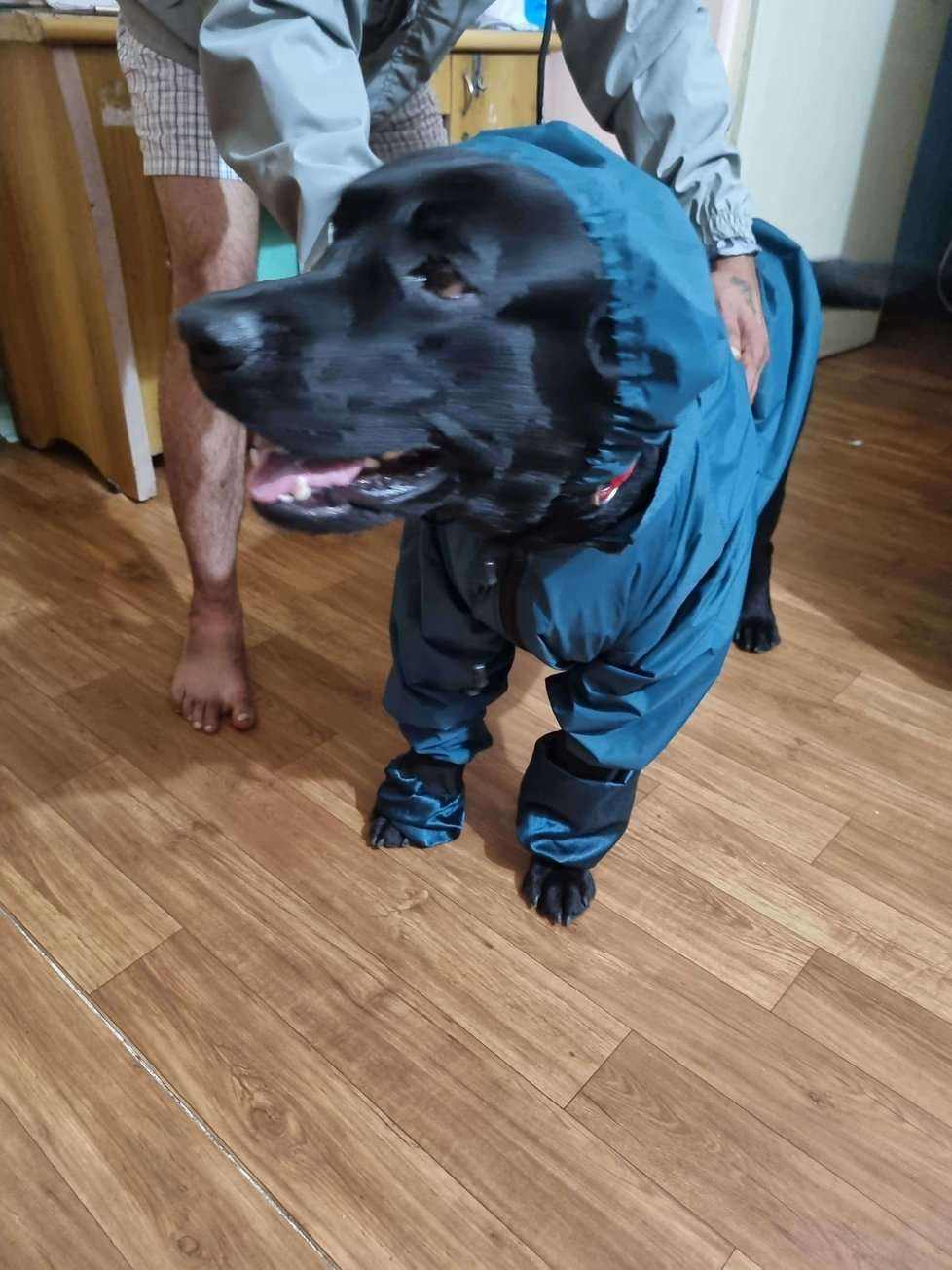 Labrador Retriever Dogs For Mating In Vadodara