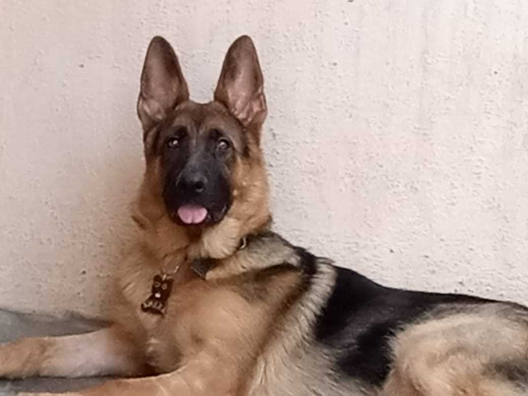 German Shepherd Dogs For  Mating In Bangalore