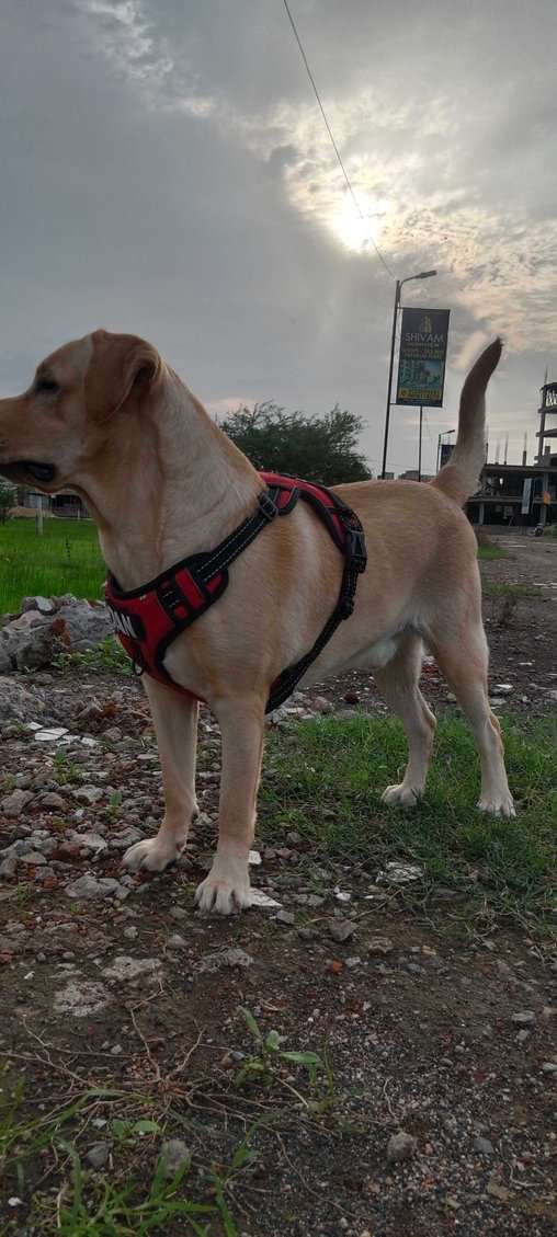 Labrador Retriever Dogs For  Mating In Vadodara