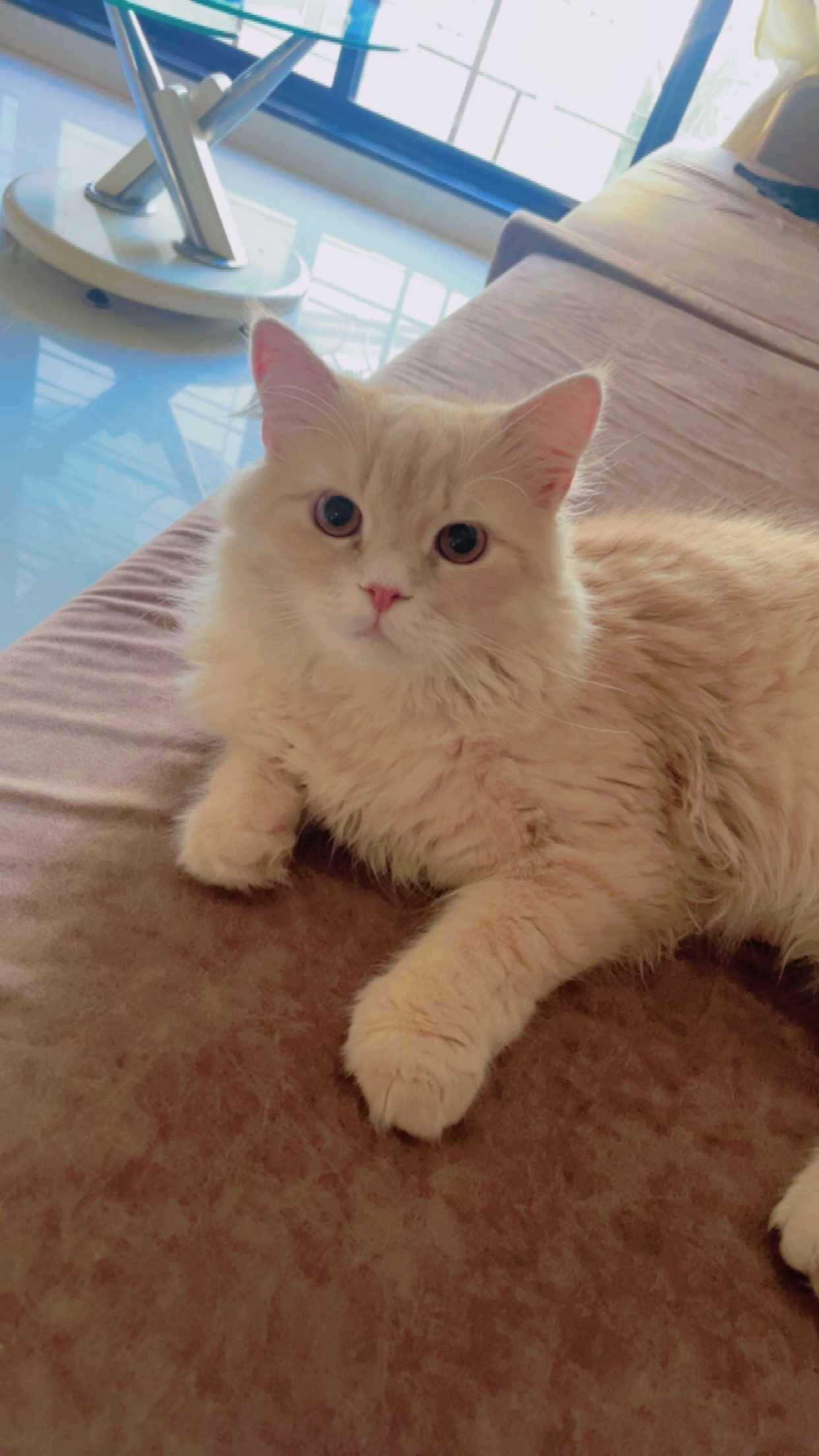 Persian For Sale In Mumbai