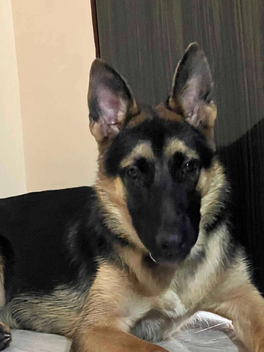 German Shepherd Dogs For Mating In Delhi