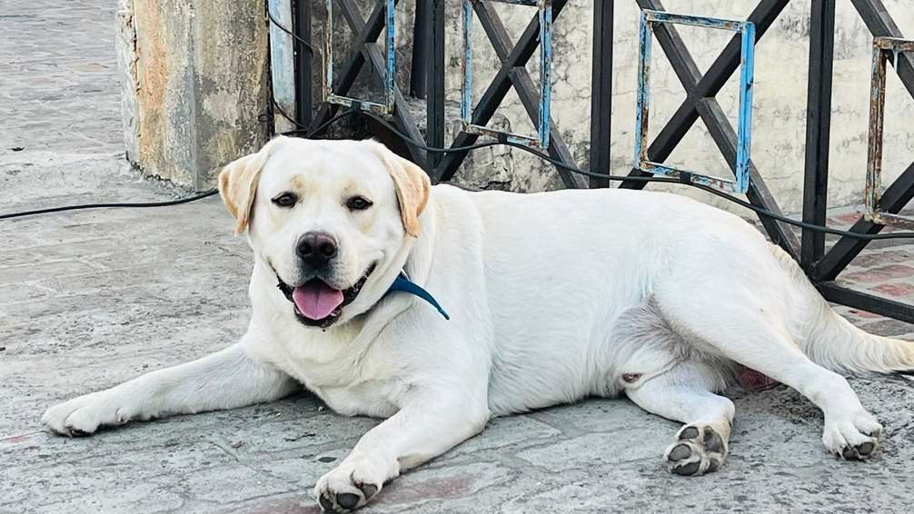 Labrador Retriever Dogs For Mating In Patiala