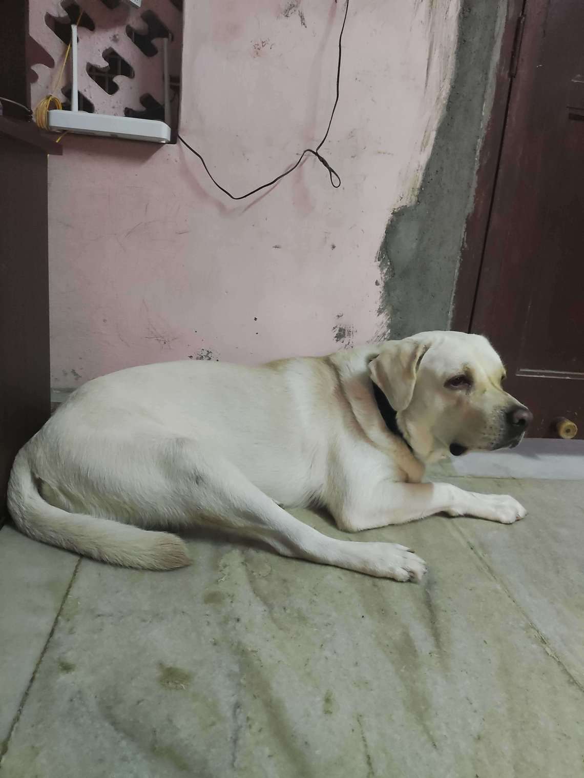 Labrador Retriever Dogs For Mating In Chennai