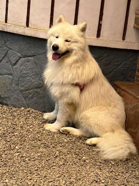 Samoyed Dogs For Mating In Kottayam