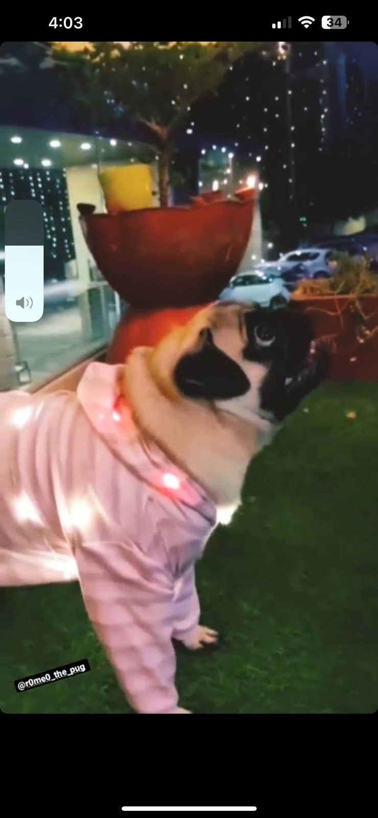 Pug For Adoption In Raipur