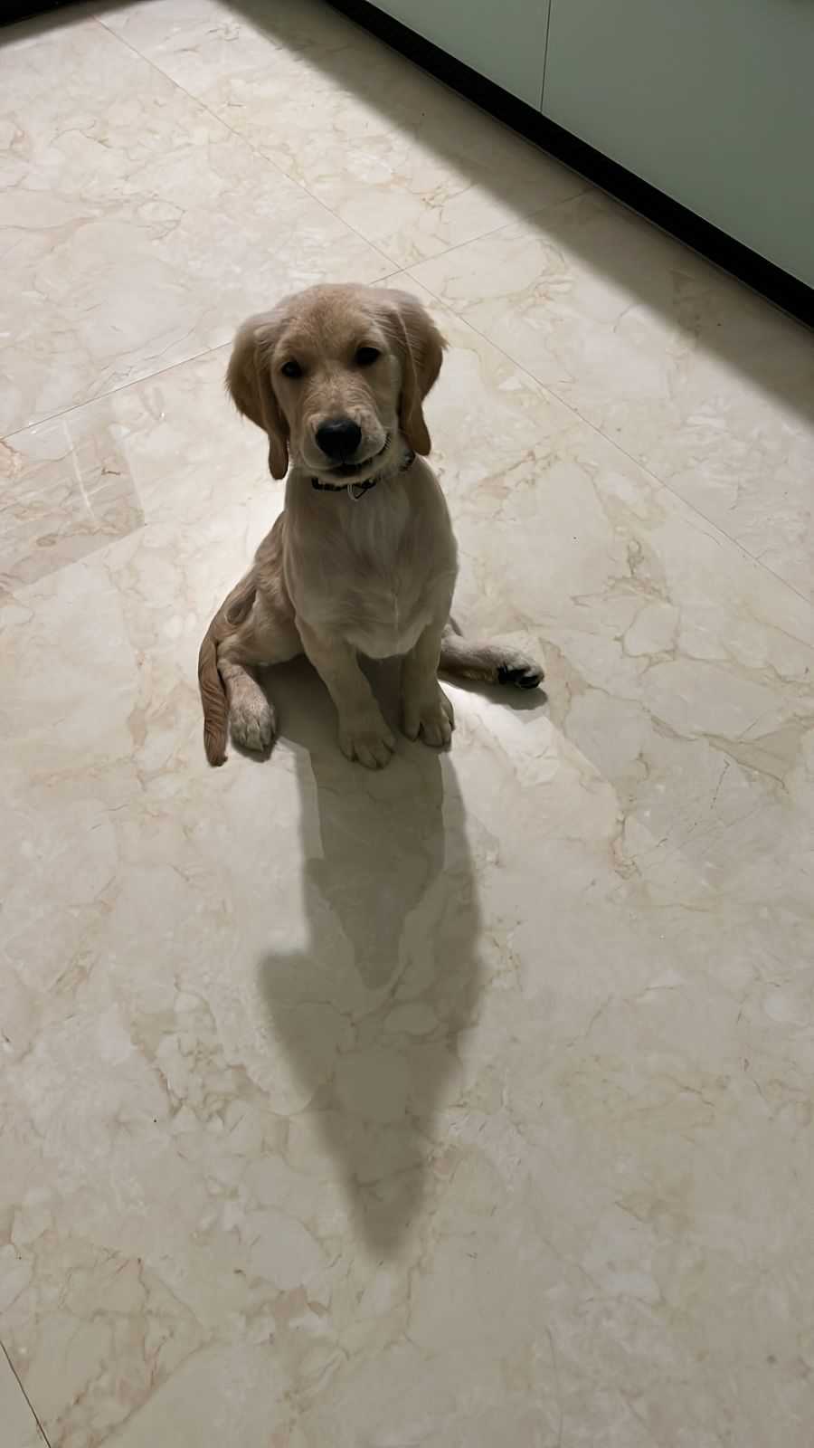Golden Retriever For Sale In Bhopal