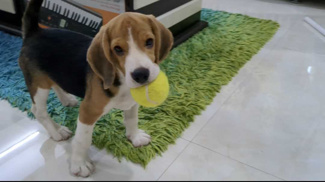 Beagle For Sale In Guntur