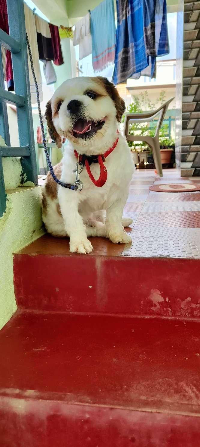 Shih Tzu Dogs For Mating In Bangalore
