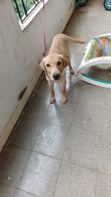 Labrador Retriever For Adoption In Bangalore