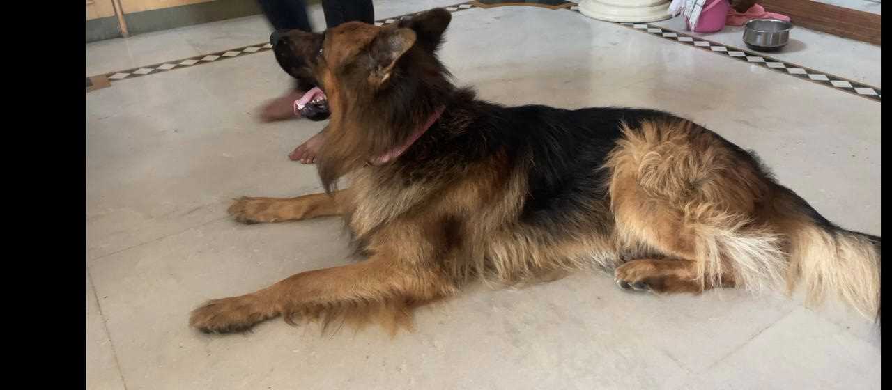 German Shepherd Dogs For  Mating In Bangalore