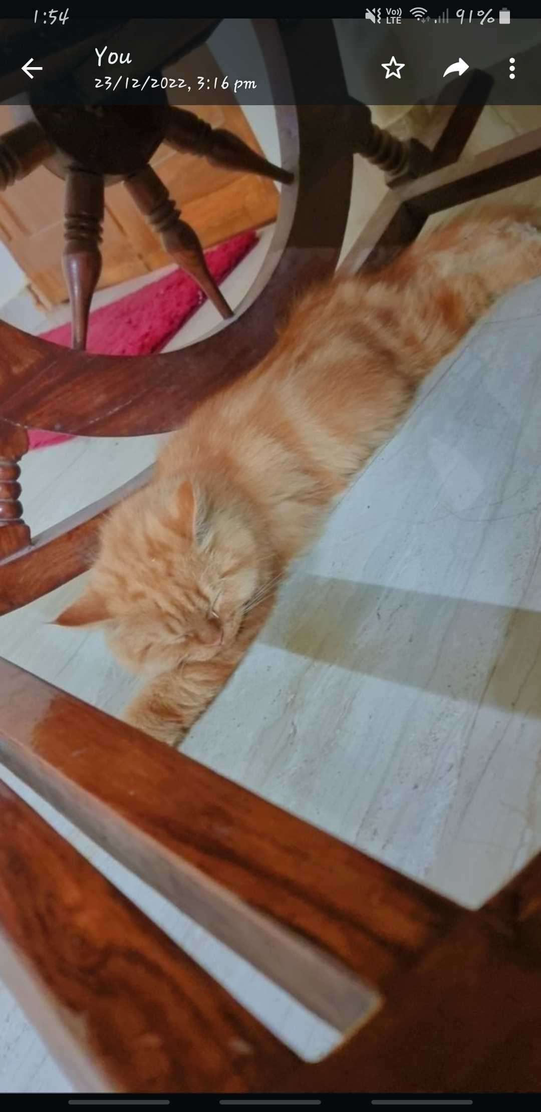 Persian For Sale In Hyderabad
