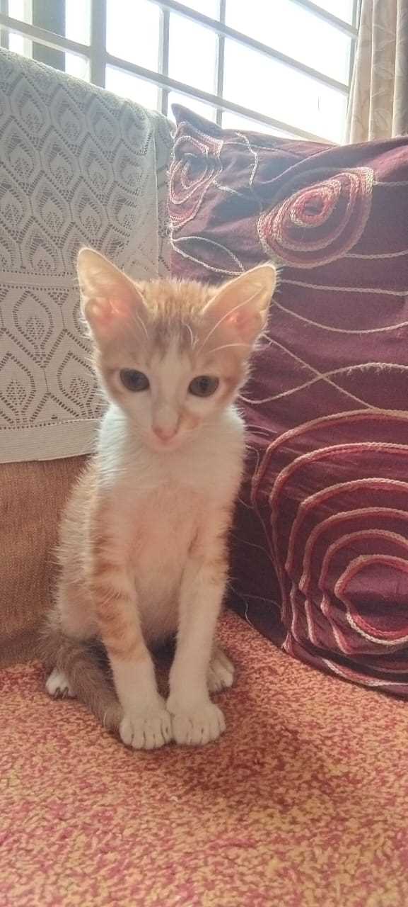 Indian Breed For Adoption In Belgaum