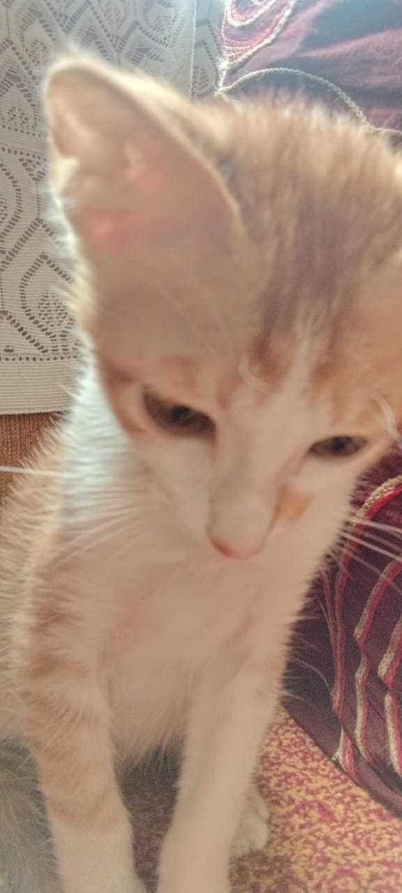 Indian Breed For Adoption In Belgaum