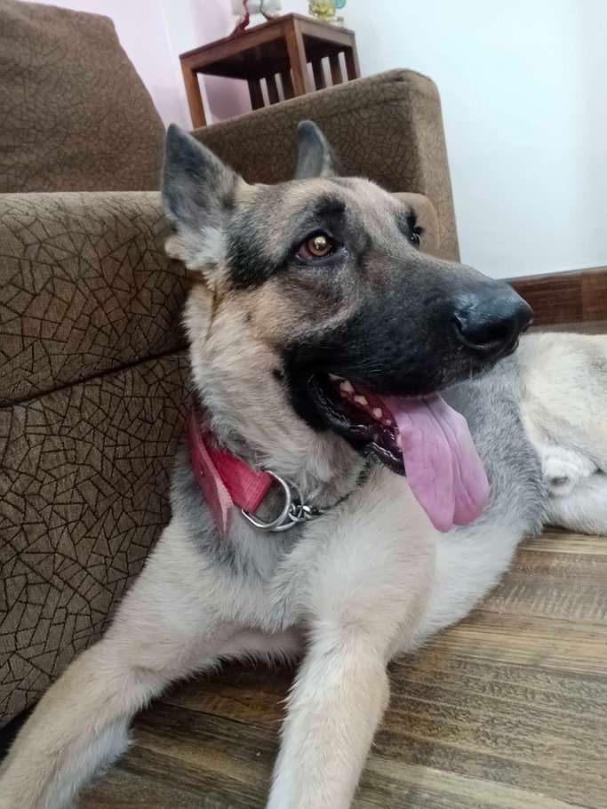 German Shepherd Dogs For Mating In Delhi