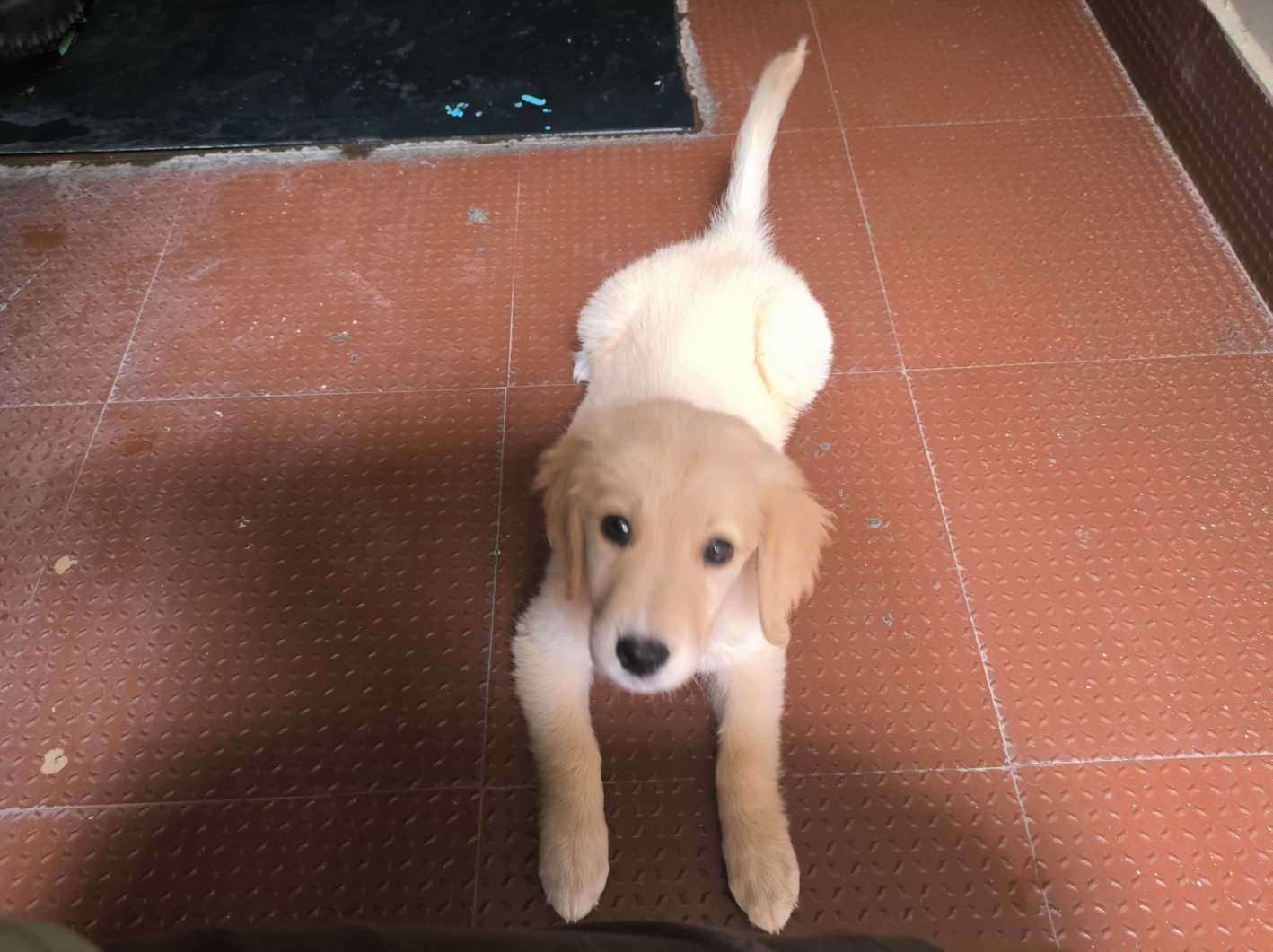 Golden Retriever For Sale In Bangalore