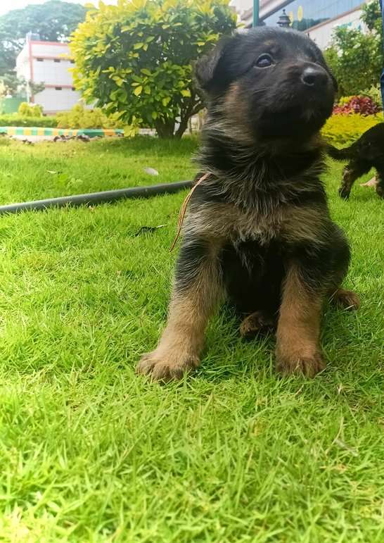 German Shepherd For Sale In Bangalore