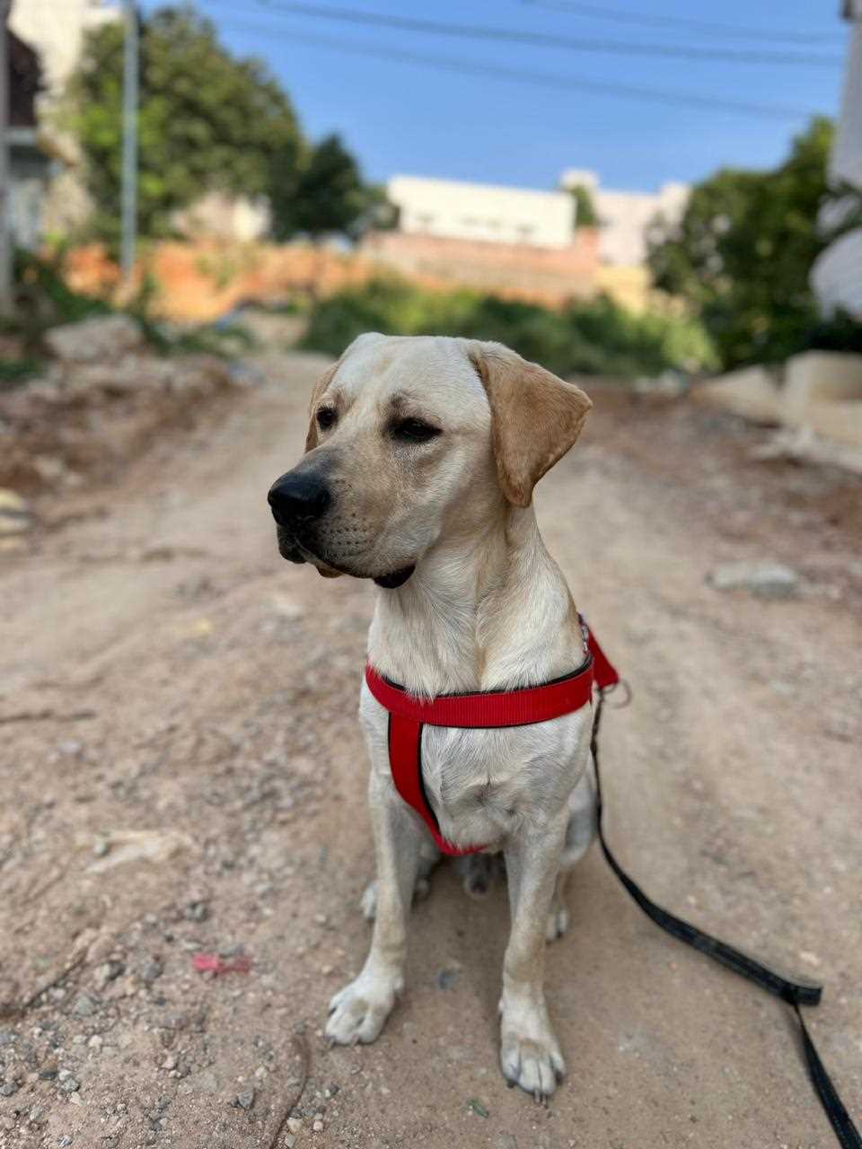 Labrador Retriever Dogs For Mating In Hyderabad
