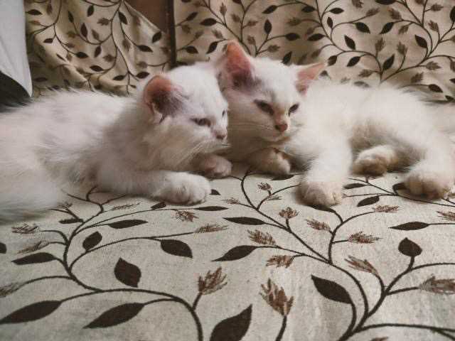 Mr n Mrs Pet
