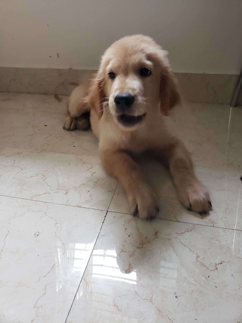 Golden Retriever For Sale In Hyderabad