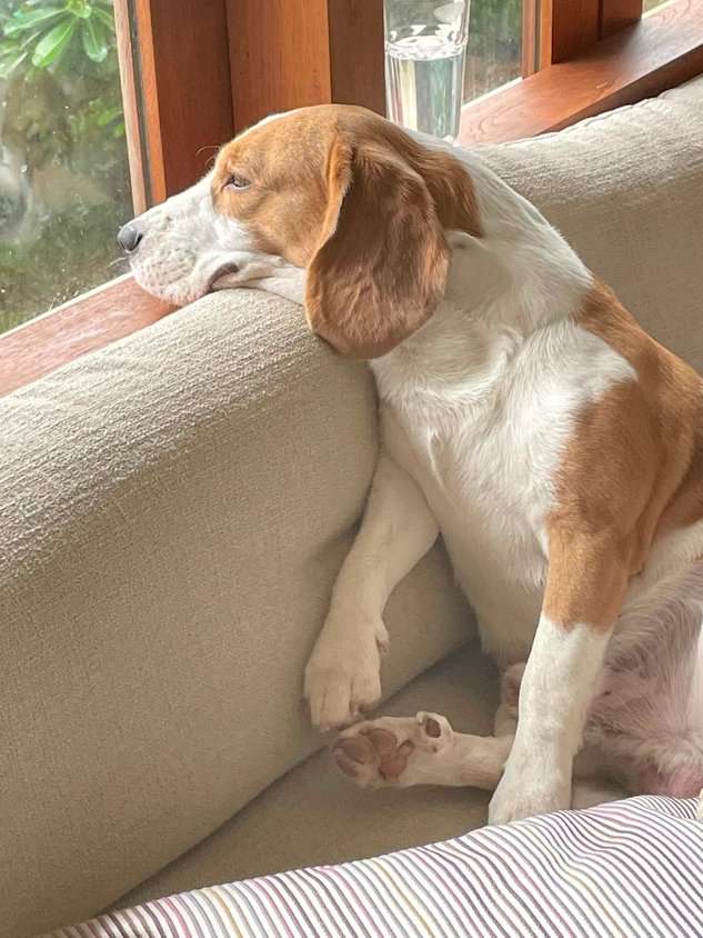 Beagle Dogs For  Mating In Mumbai