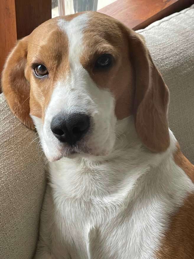 Beagle Dogs For Mating In Mumbai