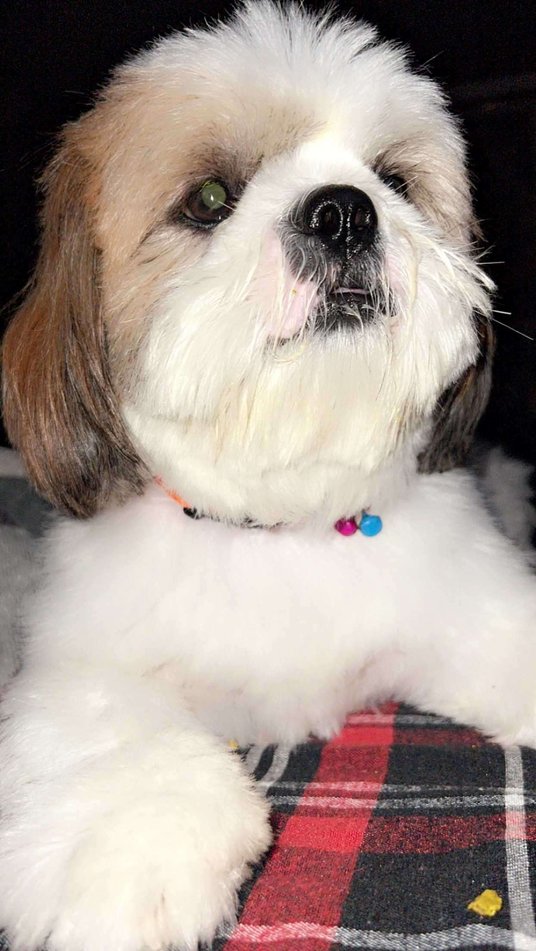 Shih Tzu Dogs For  Mating In Delhi