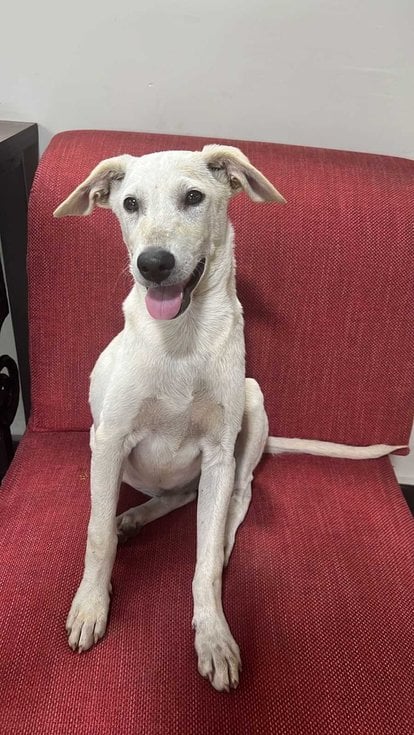 Indian Breed For Adoption In Hyderabad