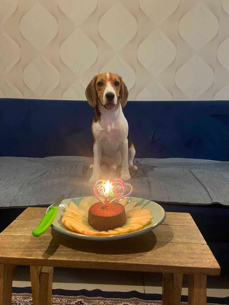 Beagle Dogs For Mating In Noida