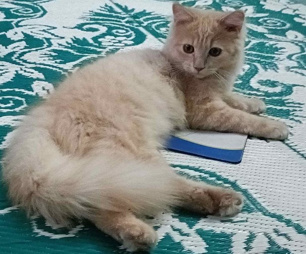 Persian For Adoption In Vijayawada