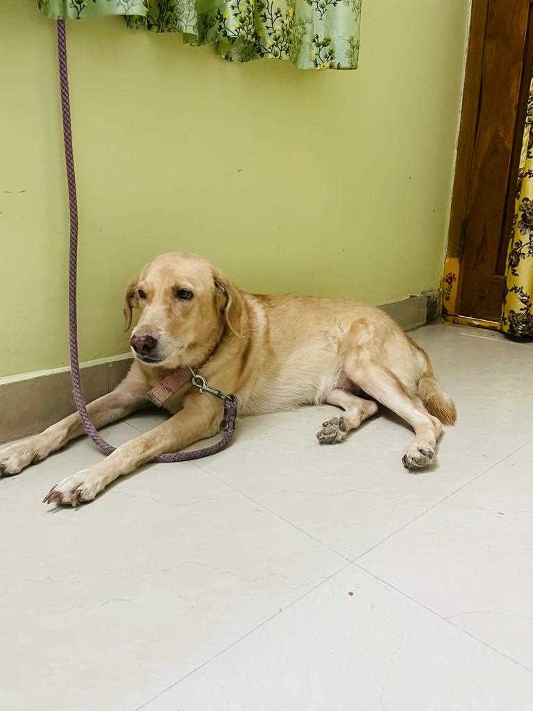 Indian Breed For Adoption In Hyderabad