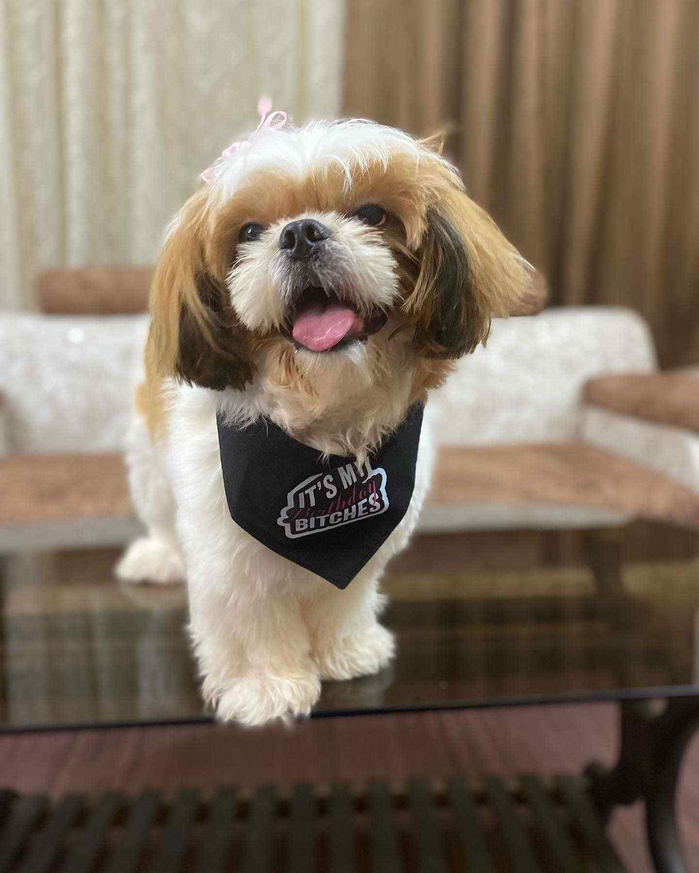 Shih Tzu Dogs For Mating In Jabalpur