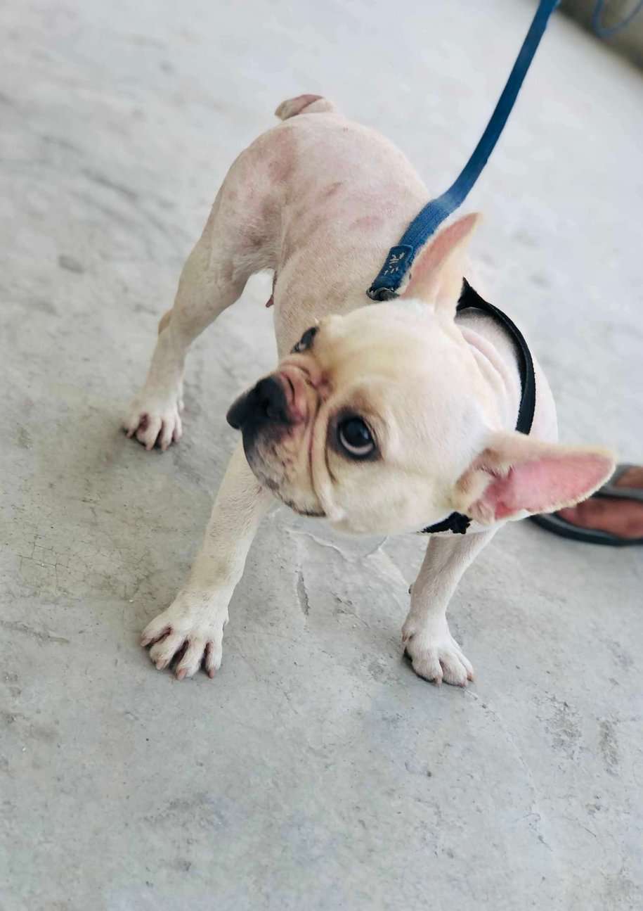 French Bulldog Dogs For Mating In Ghaziabad