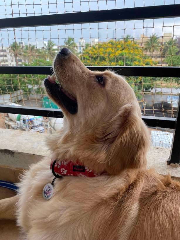 Golden Retriever Dogs For  Mating In Bangalore