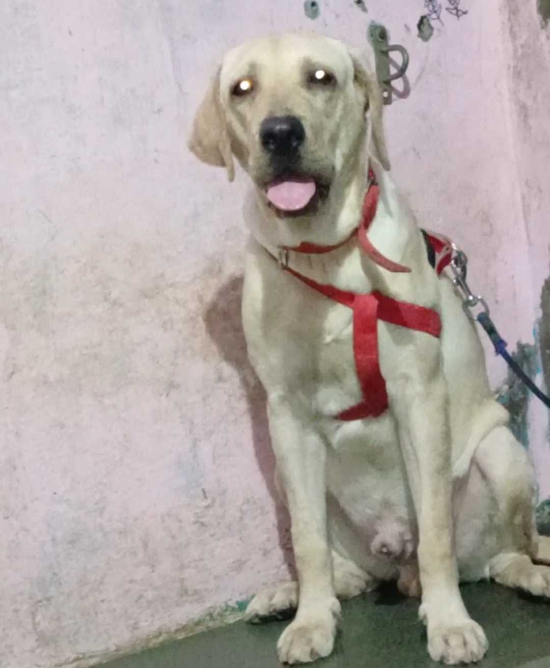 Labrador Retriever Dogs For Mating In Mumbai