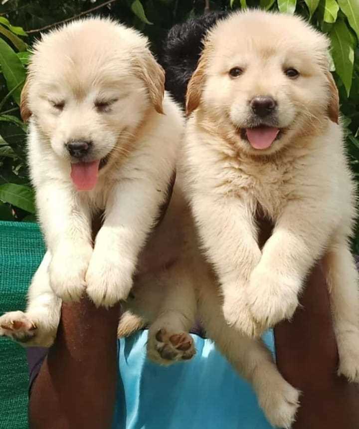 Golden Retriever For Sale In Chennai