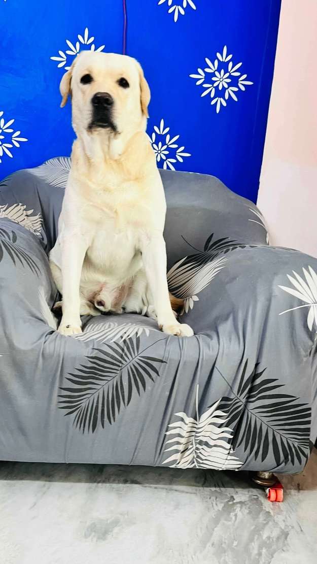 Labrador Retriever For Adoption In Hyderabad