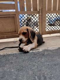 Beagle For Sale In Bangalore