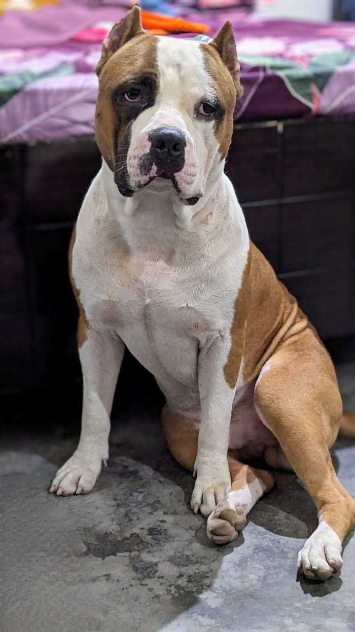 American Staffordshire Terrier Dogs For Mating In Faridabad