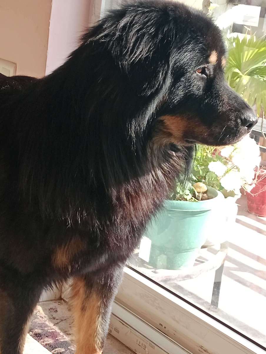 Tibetan Mastiff Dogs For Mating In Dehradun