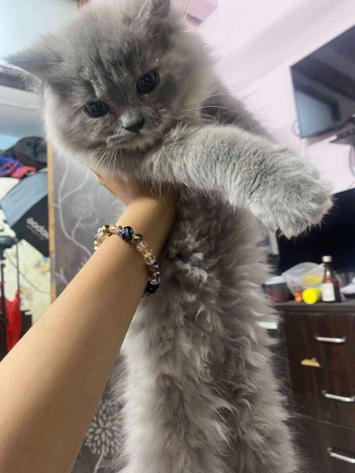 Persian For Sale In Delhi