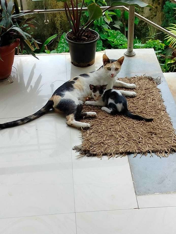 Indian Breed For Adoption In Nagpur