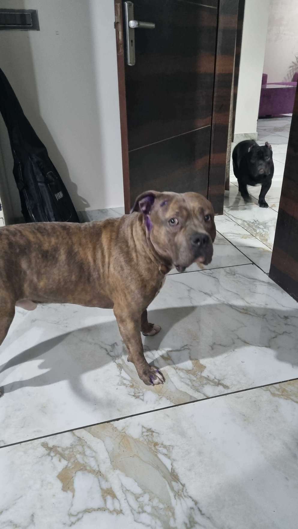 American Bully Dogs For Mating In Delhi